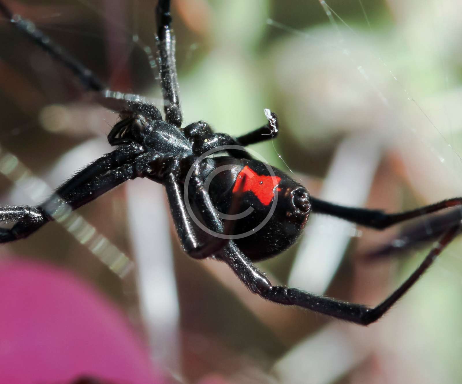 Spiders King Pests Control