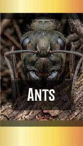 ANTS