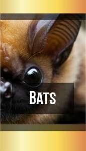 BATS