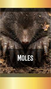 MOLES