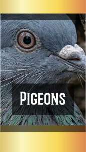 PIGEONS