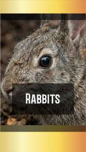 RABBITS