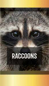 RACCOONS