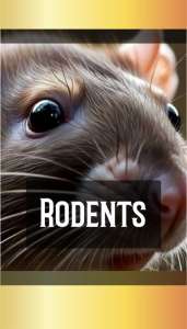RODENTS