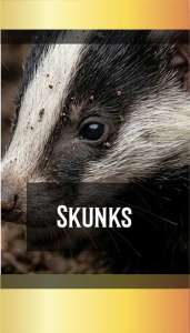 SKUNKS-1