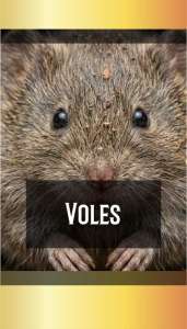 VOLES