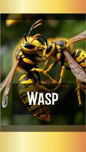 WASP