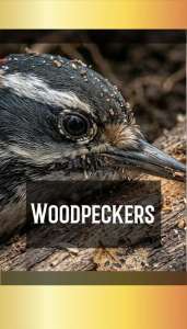 WOODPECKERS