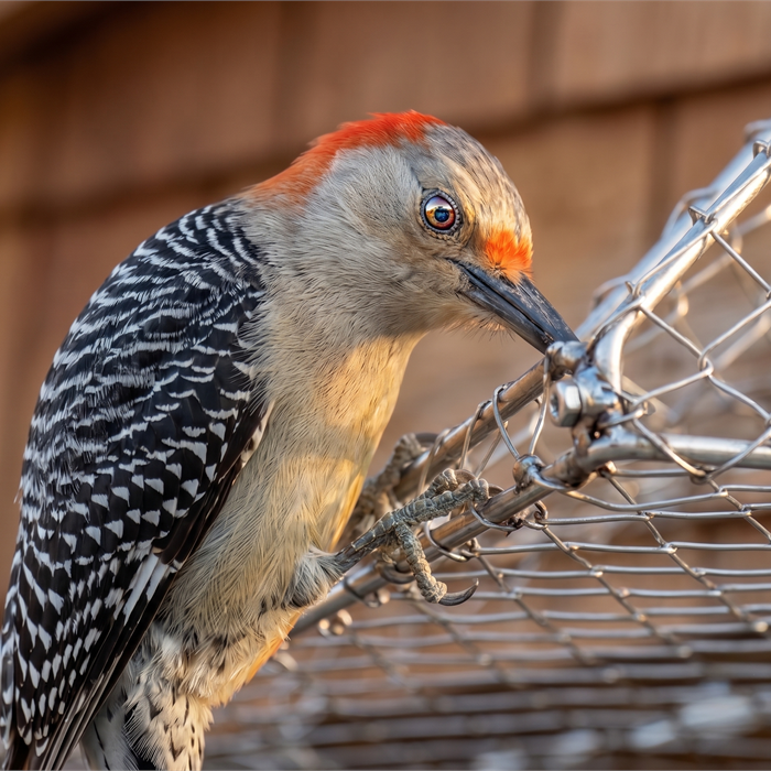 Woodpecker Exclusion & Prevention Services