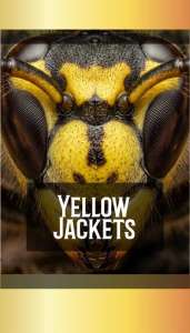 YELLOW-JACKETS